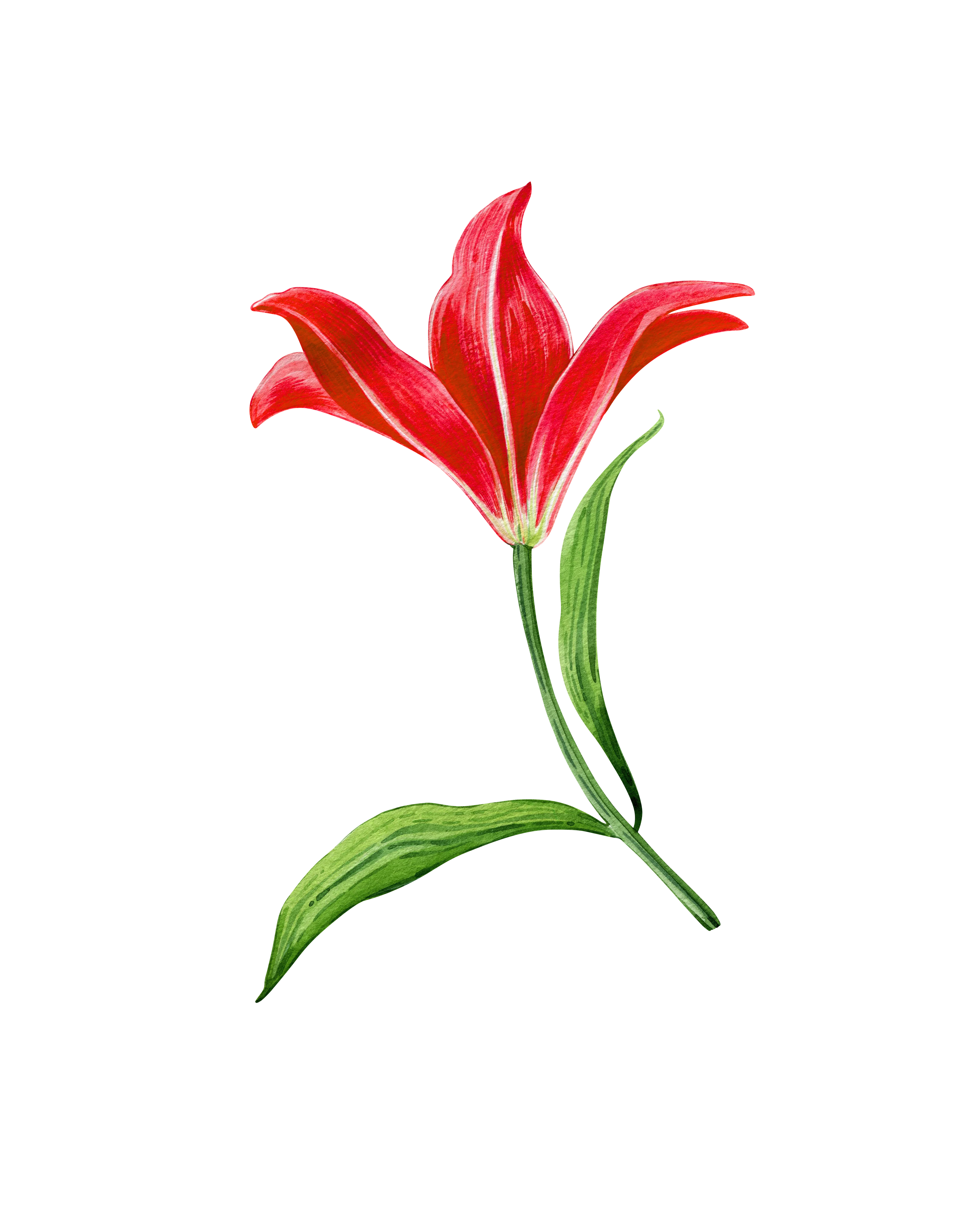 Fauna de la región