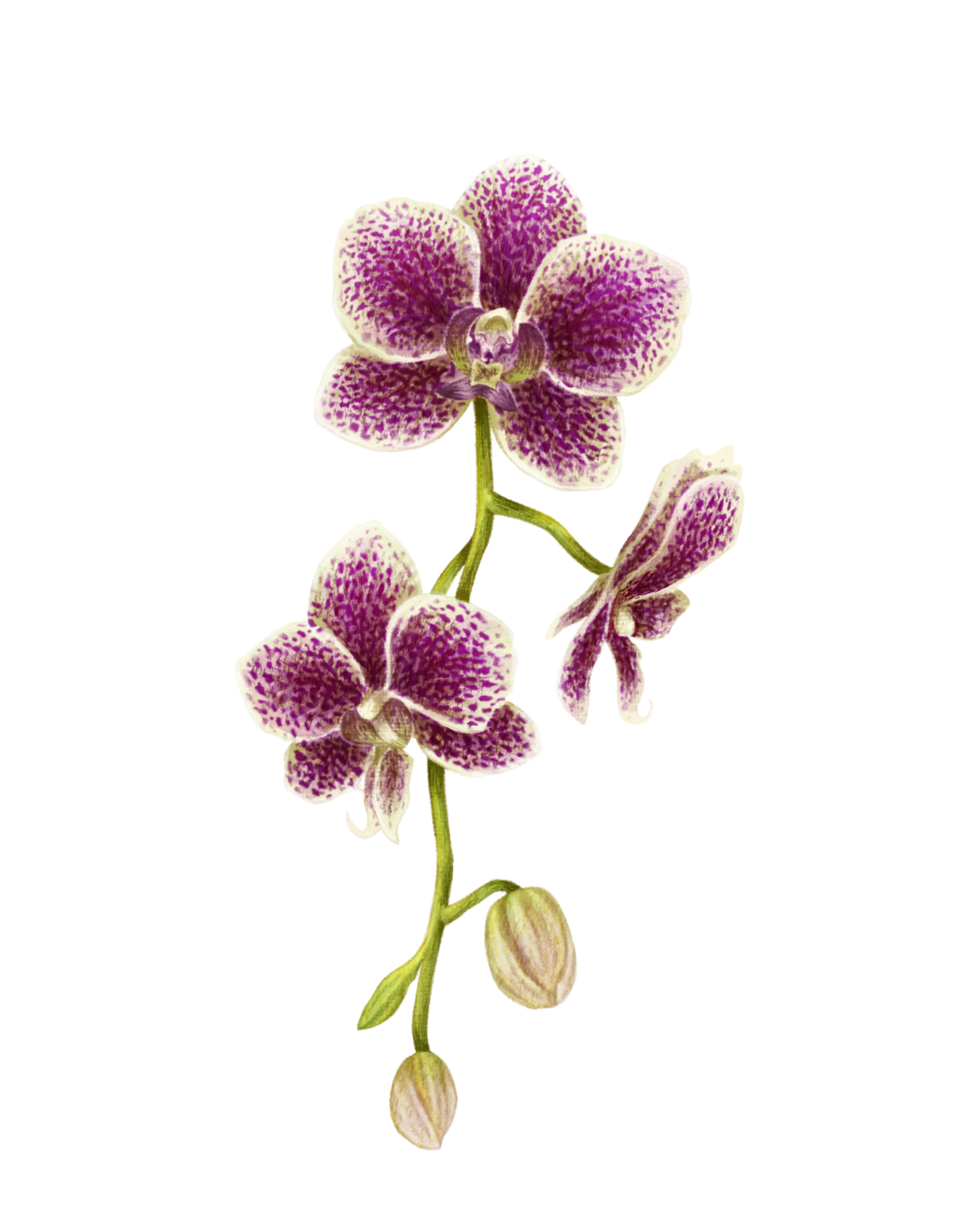 Fauna de la región